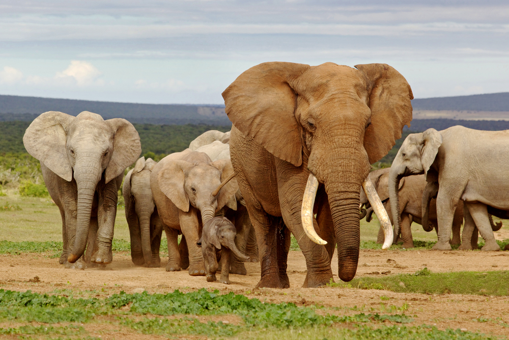 elephants
