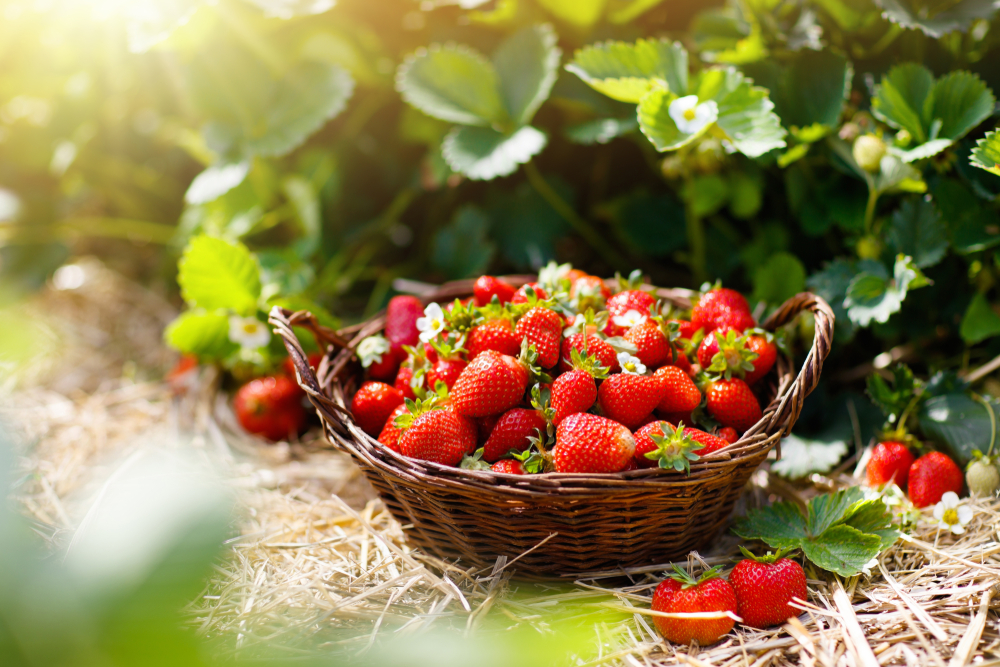 Strawberries
