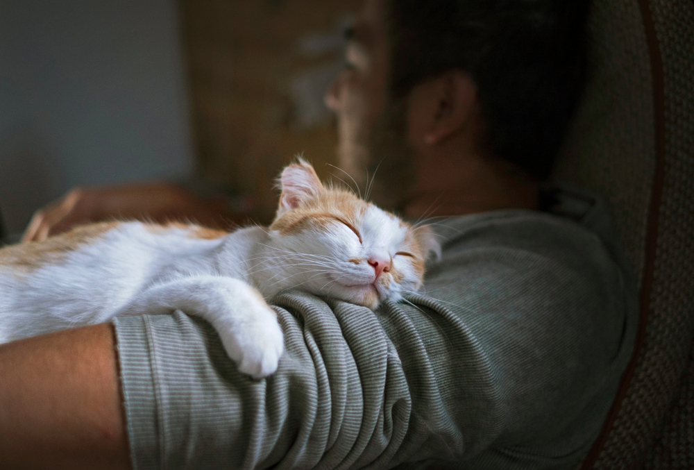 cats