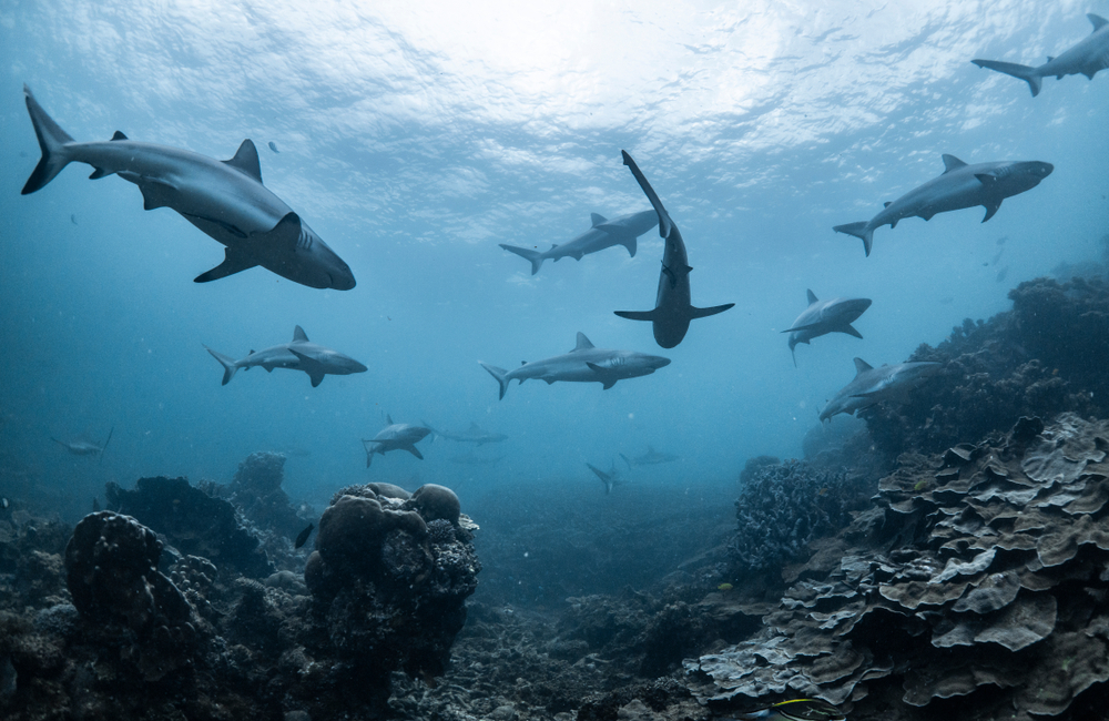 fatal shark attacks