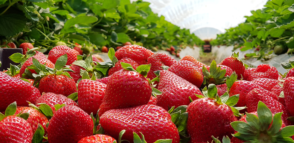 Strawberries