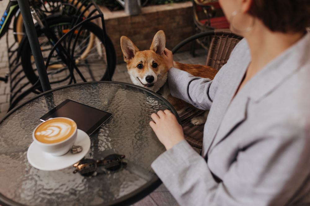 dog restaurant