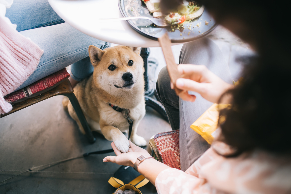 dog restaurant