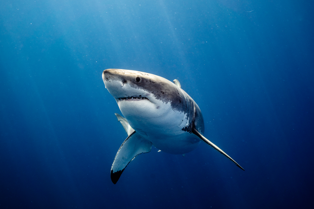 shark attack