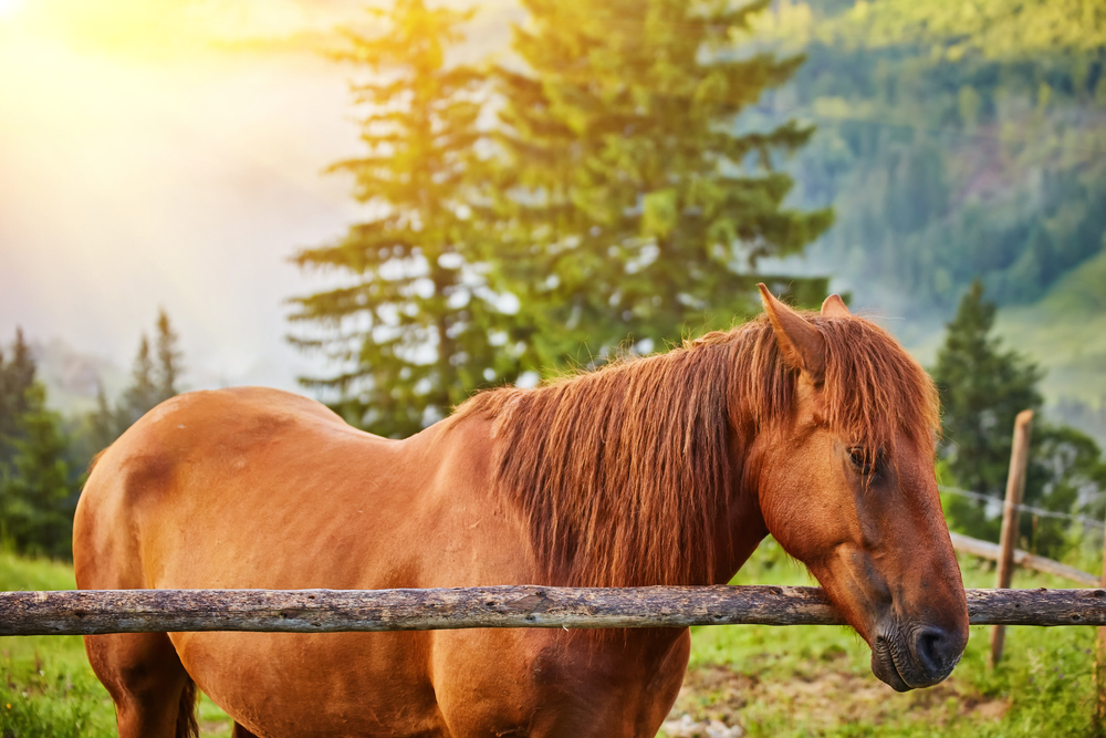 horse