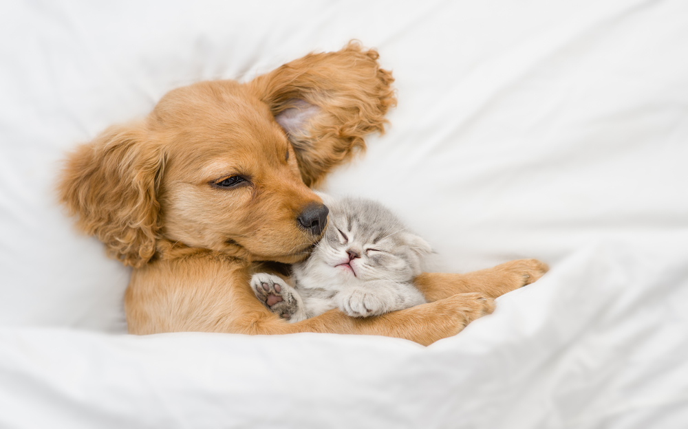 her pets