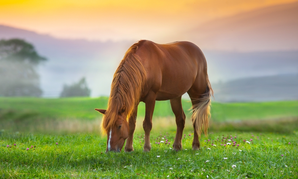 horse