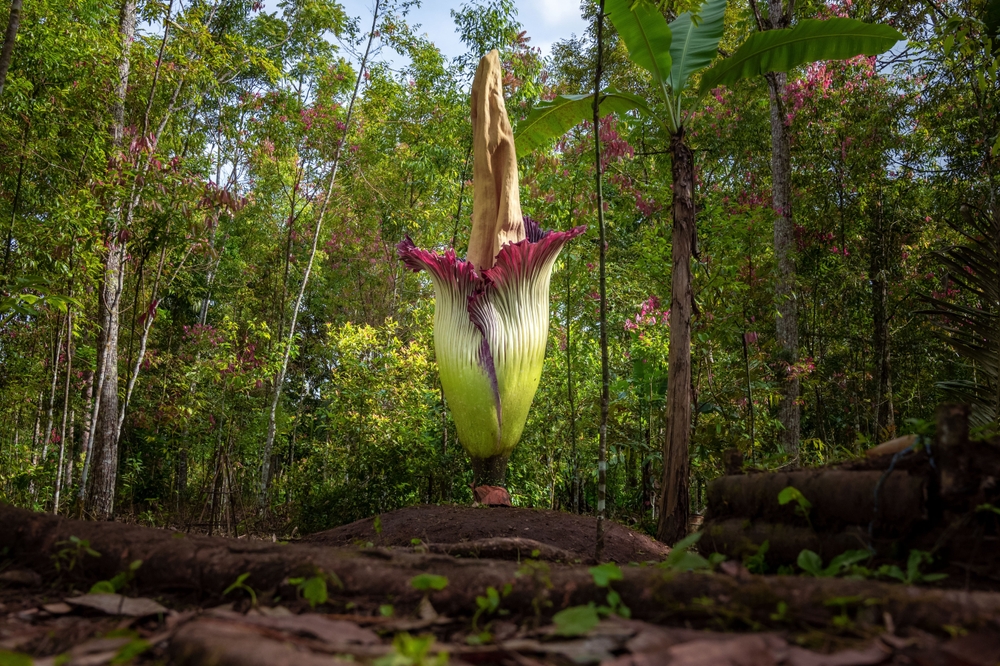 corpse flower