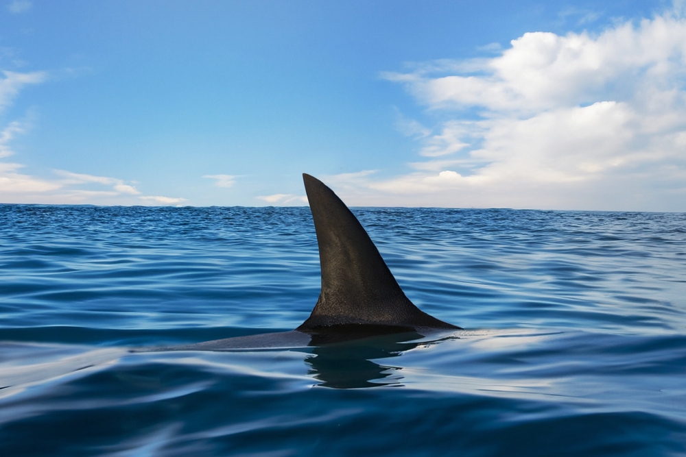 shark attack
