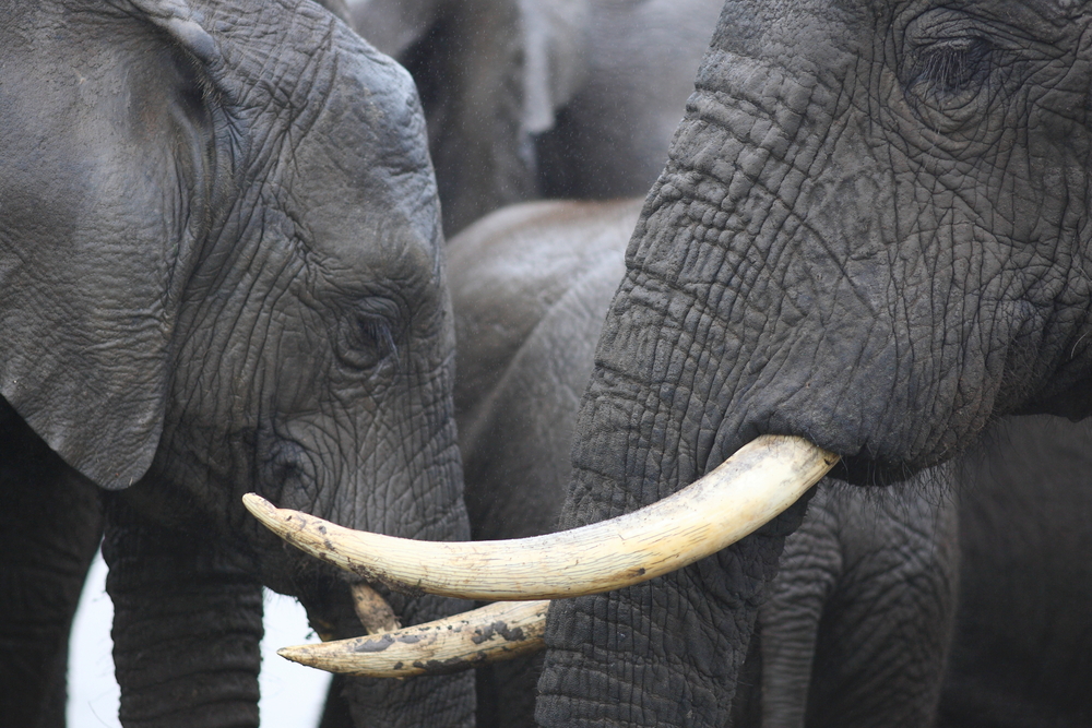 Ivory trade