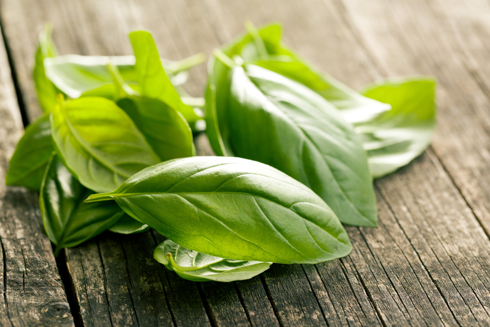 basil leaves