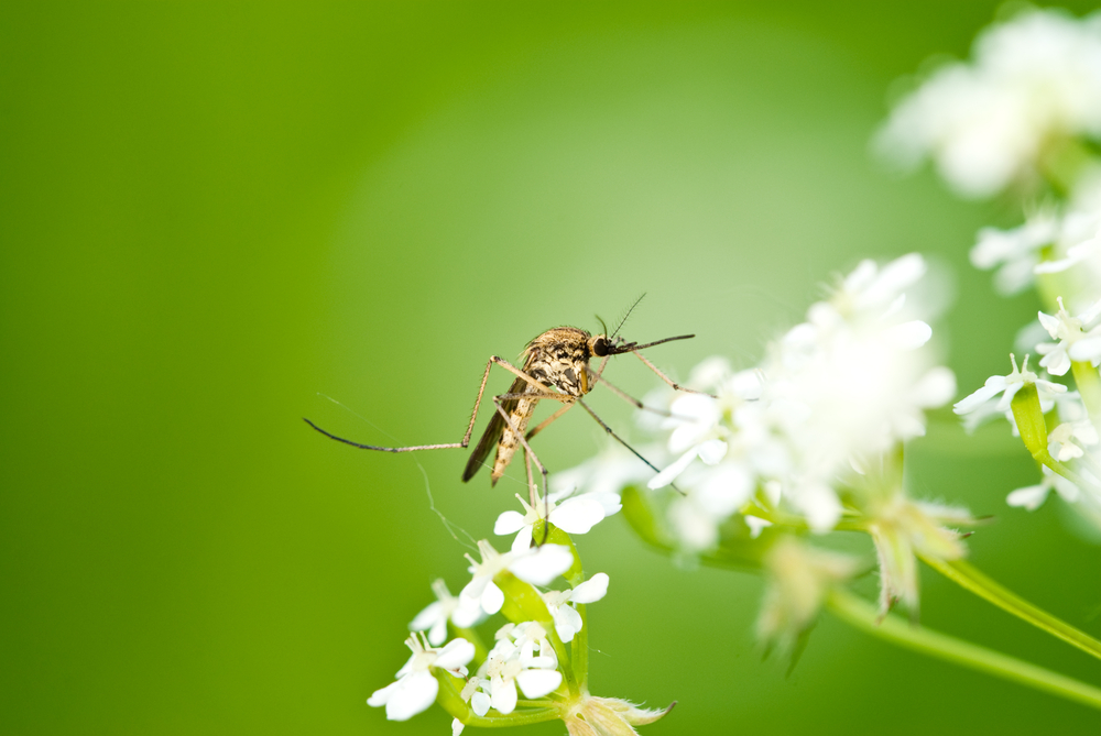 malaria