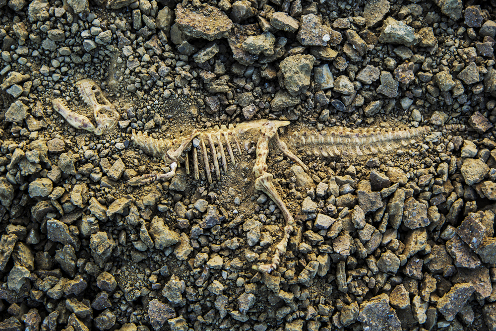 Dinosaur remains