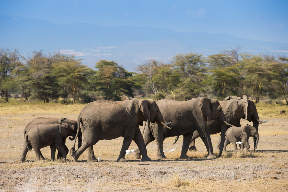 Ivory trade