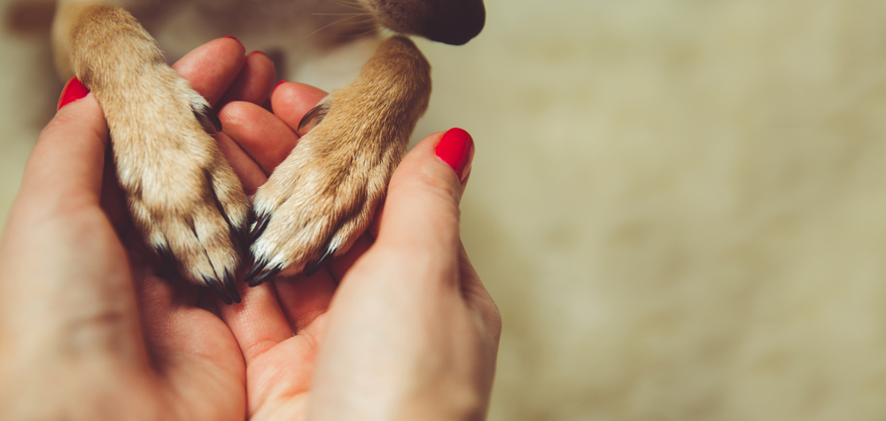 getting a pet