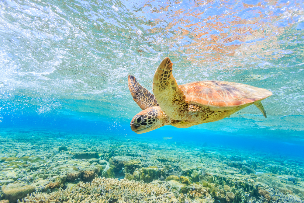 sea turtles
