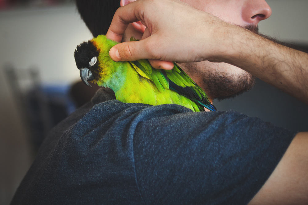 bird