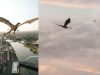 "I thought I was hallucinating": Giant Flying dragon over Glasgow triggers social media frenzy