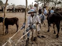 A Fulani man selling cows wait for buyers at Illiea Cattle Market, Sokoto State, Nigeria, on April 21, 2019. Illiea is the last Nigerian town before Niger's border and the cattle market is one of the largest of West Africa receiving pastoralist nomads from several countries in the region. Luis TATO / AFP