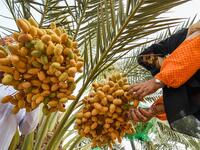 The Liwa Date Festival aims to preserve Emirati heritage, specifically palm trees and half-ripe dates, knows as "ratab", which are deep-rooted in the Gulf country's traditions. Karim SAHIB / AFP