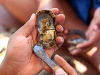 Pearl-diving trips are held annually under the patronage of the Kuwaiti emir in order to keep alive traditions that accompanied the once important national trade of pearl diving, prior to the discovery of oil. Yasser Al-Zayyat / AFP