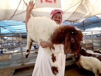 A vendor carries a sheep at a livestock market in Kuwait City on August 5, 2019, ahead of the Muslim holiday of Eid al-Adha or the "Feast of Sacrifice" which marks the end of the annual pilgrimage or Hajj to the Saudi holy city of Mecca and is celebrated in remembrance of Abraham's readiness to sacrifice his son to God. Yasser Al-Zayyat / AFP