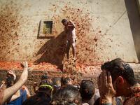 The iconic fiesta, which is billed at "the world's biggest food fight" has become a major draw for foreigners, in particular from Britain, Japan and the United States. JAIME REINA / AFP