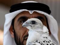 A man looks at a perched falcon on display at the Abu Dhabi International Hunting and Equestrian Exhibition (ADIHEX) in the UAE capital on August 31, 2019.  KARIM SAHIB / AFP