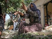 A Palestinian woman picks olives during harvest season at an olive grove in Khan Yunis in the southern Gaza Strip on October 6, 2019. SAID KHATIB / AFP