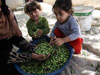A Palestinian woman and children hold hand full of olives during harvest season at an olive grove in Khan Yunis in the southern Gaza Strip on October 6, 2019. SAID KHATIB / AFP