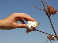 A hand touches a boll of ripe cotton, Uzbekistan (Shutterstock)