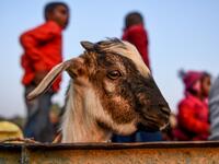 A goat travels in a vehicle ahead of Gadhimai Festival in Baryarpur, 160 kms south of the Kathmandu, on December 2, 2019. Thousands of Hindu worshippers are flocking to a village in southern Nepal on December 2, defying court orders and calls by animal activists, in preparation for the world's biggest animal sacrifice. PRAKASH MATHEMA / AFP