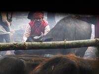 A Hindu devotee prepares to slaughter a buffalo as an offering during the Gadhimai Festival in Bariyarpur on December 3, 2019. Thousands of Hindu devotees gathered in southern Nepal for a festival believed to be the world's biggest ritual animal slaughter, despite court orders and calls by animal activists to end the event. The sacrifices take place every five years in Bariyarpur village close to the Indian border, in honour of the Hindu goddess of power. Prakash MATHEMA / AFP