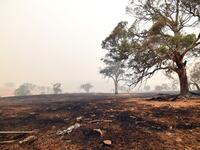 A general view shows a burnt land on a farm after overnight bushfires in Adaminaby, in Australia's New South Wales state on January 5, 2020. Australians on January 5 counted the cost from a day of catastrophic bushfires that caused "extensive damage" across swathes of the country and took the death toll from the long-running crisis to 24. SAEED KHAN / AFP