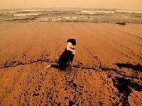 A dog sits amongst ash from bushfires washed up on a beach in Merimbula, in Australia's New South Wales state on January 5, 2020. Australians on January 5 counted the cost from a day of catastrophic bushfires that caused "extensive damage" across swathes of the country and took the death toll from the long-running crisis to 24. SAEED KHAN / AFP