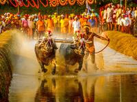 In this photo taken on January 31, 2020, Srinivas Gowda, 28, hailing from the Dakshina Kannada district runs alongside his buffalos during 'Kambala', the traditional buffalo racing event, held at Aikala village in Dakshina Kannada district about 30 kms from Mangalore. Indian sports authorities will hold trials for a buffalo jockey dubbed as "Usain Bolt" on social media for his speed after he set a record in a traditional race, officials said February 15. Rathan Barady / AFP