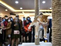 A judge holds a cat during Vietnam's first national cat show in Hanoi on February 16, 2020 amid concerns of the COVID-19 coronavirus outbreak. Manan VATSYAYANA / AFP