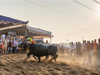 Kambala or Kambla is a rural sport, prominent in districts of Udupi and Mangalore in Karnataka, India. (Shutterstock)