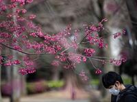 A man wearing a face mask amid fears over the spread of the COVID-19 novel coronavirus walks past bell-flowered cherry trees at Ueno park in Tokyo on March 12, 2020. Philip FONG / AFP