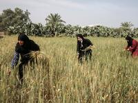 Palestinian women harvest wheat stalks in a field in Khan Yunis in the southern Gaza Strip on April 22, 2020, before being prepared to be used in a soup during the Muslim holy month of Ramadan which begins later in the week. From cancelled iftar (fast breaking) feasts to suspended mosque prayers, Muslims across the Middle East are bracing for a bleak month of Ramadan fasting as the threat of the COVID-19 pandemic lingers. The holy Muslims fasting month of Ramadan is a period for both self-reflection and soc