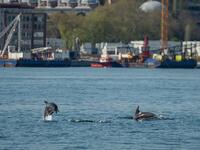 A dolphin swims in the Bosphorus by Galata tower, where sea traffic has nearly come to a halt on April 26, 2020, as the city of 16 million has been under lockdown since April 23rd as part of government measures to stem the spread of the Covid-19 pandemic caused by the novel coronavirus. Yasin AKGUL / AFP