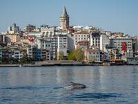 A dolphin swims in the Bosphorus by Galata tower, where sea traffic has nearly come to a halt on April 26, 2020, as the city of 16 million has been under lockdown since April 23rd as part of government measures to stem the spread of the Covid-19 pandemic caused by the novel coronavirus. Yasin AKGUL / AFP