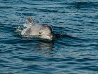 A dolphin swims in the Bosphorus by Galata tower, where sea traffic has nearly come to a halt on April 26, 2020, as the city of 16 million has been under lockdown since April 23rd as part of government measures to stem the spread of the Covid-19 pandemic caused by the novel coronavirus. Yasin AKGUL / AFP