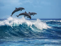 Dolphins have been sighted in Italian ports. (Shutterstock/ File Photo)