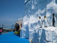 This picture taken on May 4, 2020 shows a worker walking past statues of penguins in the grounds of the currently closed local theme park, Ocean Park, in Hong Kong. Save for an absence of gawping crowds, life for the penguins of Hong Kong's Ocean Park has been much the same during the coronavirus pandemic -- but their carers have worked long shifts to keep the monochrome troupe healthy. Anthony WALLACE / AFP