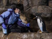 This picture taken on May 4, 2020 shows a member of the staff feeding a gentoo penguin in an enclosure at the Ocean Park theme park, which is currently closed due to the COVID-19 novel coronavirus, in Hong Kong. Save for an absence of gawping crowds, life for the penguins of Hong Kong's Ocean Park has been much the same during the coronavirus pandemic -- but their carers have worked long shifts to keep the monochrome troupe healthy. Richard A. Brooks / AFP