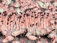 Flocks of flamingos stand in a pond in Navi Mumbai on May 14, 2020. Punit PARANJPE / AFP