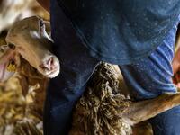 A Uruguayan sheep shearer works at a cattle farm in Villabraz in the province of Leon in northern Spain on May 15, 2020. Some 258 Uruguayan shearers arrived in Spain on a plane from Montevideo this week to participate in a campaign in different parts of Spain. They underwent check-ups for the novel coronavirus before leaving Uruguay and before starting work in Spain where they will stay until July 20. CESAR MANSO / AFP