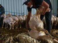 A Uruguayan sheep shearer works at a cattle farm in Villabraz in the province of Leon in northern Spain on May 15, 2020. Some 258 Uruguayan shearers arrived in Spain on a plane from Montevideo this week to participate in a campaign in different parts of Spain. They underwent check-ups for the novel coronavirus before leaving Uruguay and before starting work in Spain where they will stay until July 20. CESAR MANSO / AFP