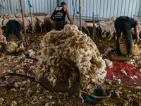 Uruguayan sheep shearers work at a cattle farm in Villabraz in the province of Leon in northern Spain on May 15, 2020. Some 258 Uruguayan shearers arrived in Spain on a plane from Montevideo this week to participate in a campaign in different parts of Spain. They underwent check-ups for the novel coronavirus before leaving Uruguay and before starting work in Spain where they will stay until July 20. CESAR MANSO / AFP